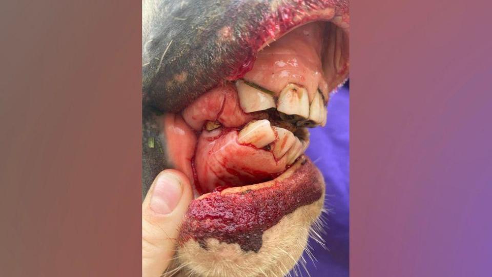 Injured horse's mouth
