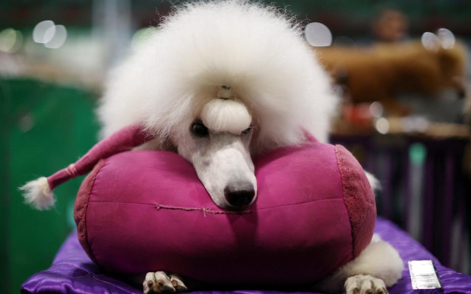 Crufts - Molly Darlington/REUTERS