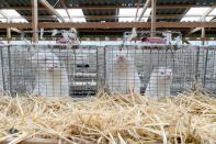 Minks are seen at Hans Henrik Jeppesen's farm near Soroe