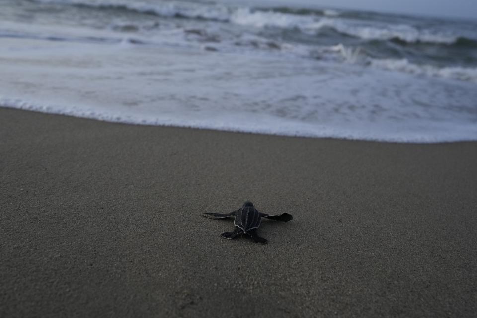 Una cría de tortuga marina Cardón (Dermochelys coriacea) se dirige al océano después de ser liberada por conservacionistas que la protegen de los depredadores en la playa de La Sabana, Venezuela, el domingo 16 de julio de 2023. Nueve crías de tortuga marina Cardón, las más grandes del mundo, fueron liberados en la playa. (Foto AP/Ariana Cubillos)