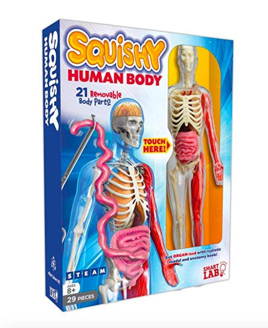 Gift for your little scientist: Squishy Human Body Kit