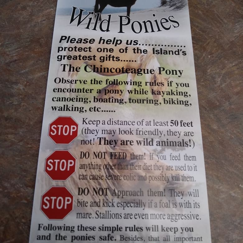 This flyer from the Chincoteague Volunteer Fire Company warns visitors to Chincoteague National Wildlife Refuge to keep their distance from the wild Chincoteague ponies.