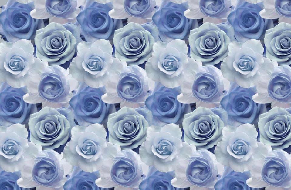 Light Blue Roses