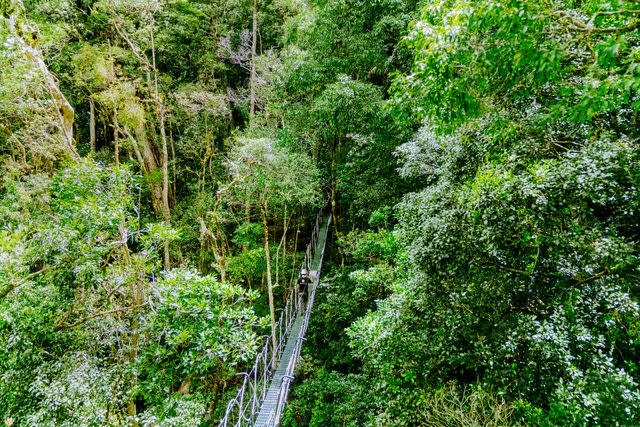 <p>Jake Naughton</p> The suspension bridge at Savia, a private nature reserve in Monteverde.
