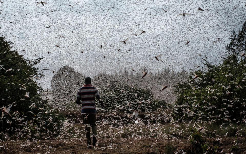 A local farmer walking in a swarm of desert locust in Meru, Kenya - AFP