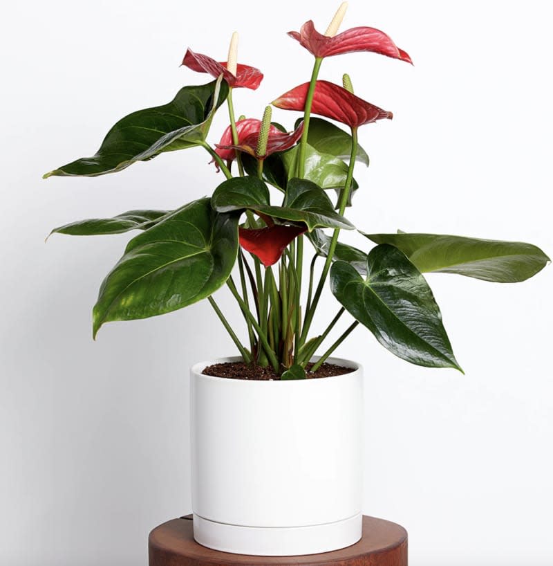 Anthurium Plant