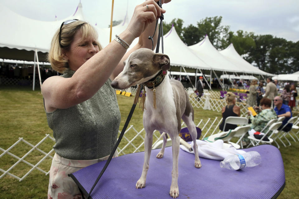 Virginia King Kirby of Pottstown, Pa., grooms an Italian greyhound named Grace Kelly for competition at the Westminster Kennel Club Dog Show, Tuesday, June 21, 2022, in Tarrytown, N.Y. (AP Photo/Jennifer Peltz)