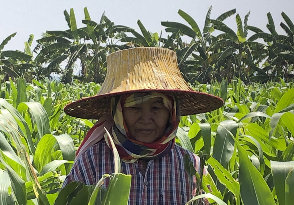 In this March 13, 2019, photo, farmer who goes by the name Sanae inspects and pulls corn shoots infested by fall armyworms in a field near Kanchanaburi, west of Bangkok, Thailand. The pest is munching its way through corn fields around the globe, raising alarm over damage to crops as it spreads into areas that may lack its natural enemies. (AP Photo/Elaine Kurtenbach)