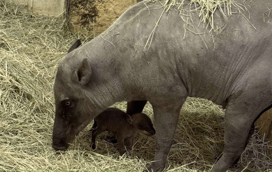 The San Antonio Zoo welcomed its newest bundle of joy this year, with the first-ever babirusa born at the zoo. (Courtesy: San Antonio Zoo)