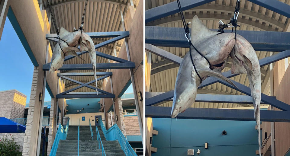 Gutted shark hung in the school courtyard at Ponte Vedra High School 