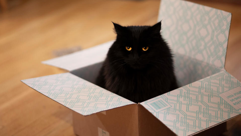 A black fluffy cat sitting in a box