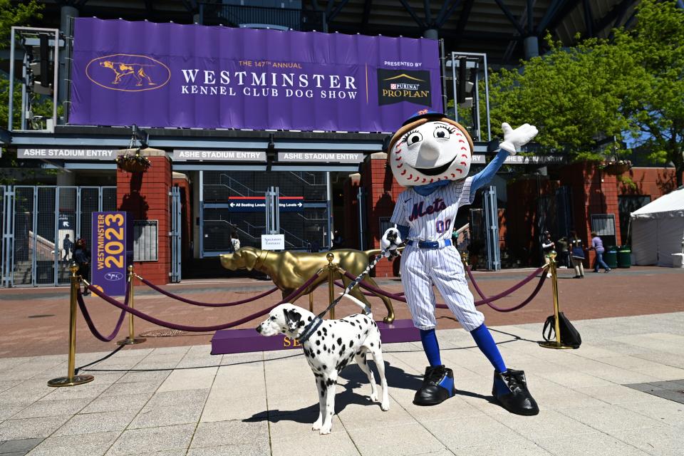 A Dalmatian poses with Mt. Met during he 147th Annual Westminster Kennel Club Dog Show Presented by Purina Pro Plan - Canine Celebration Day at Arthur Ashe Stadium on May 06, 2023 in New York City. (Photo by Bryan Bedder/Getty Images)