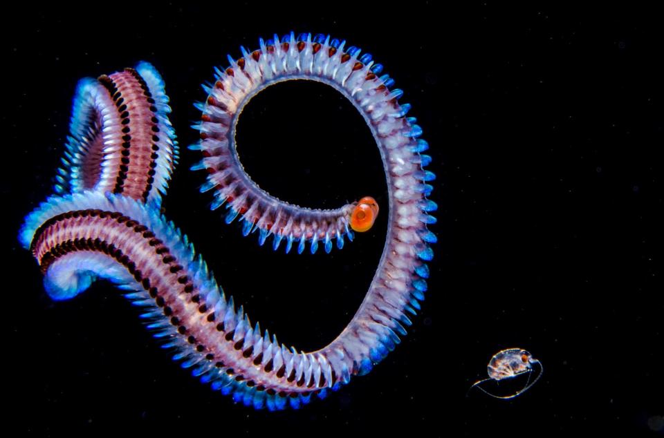 Ocean Art Blackwaterhm_Fabien_Michenet_Alciopid worms