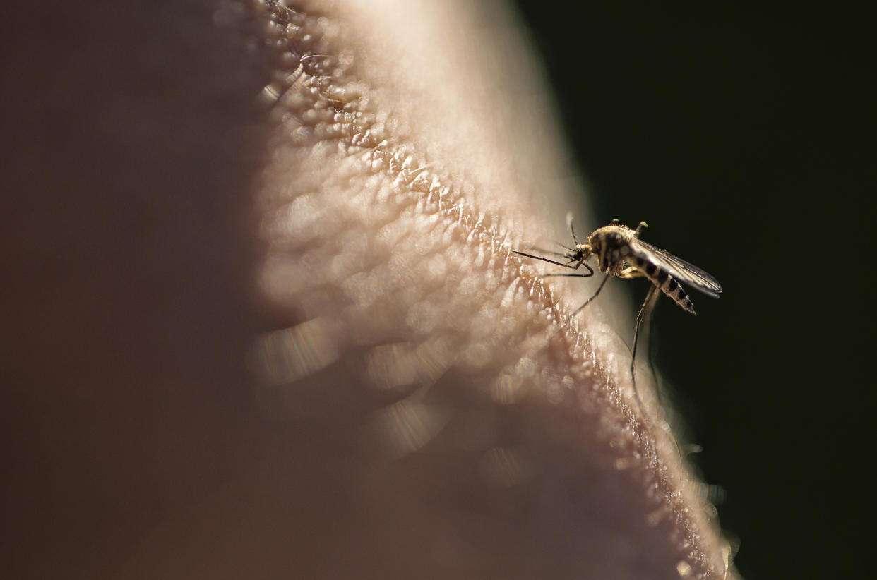 Les femelles moustiques sont les seules à piquer (crédit : getty image)