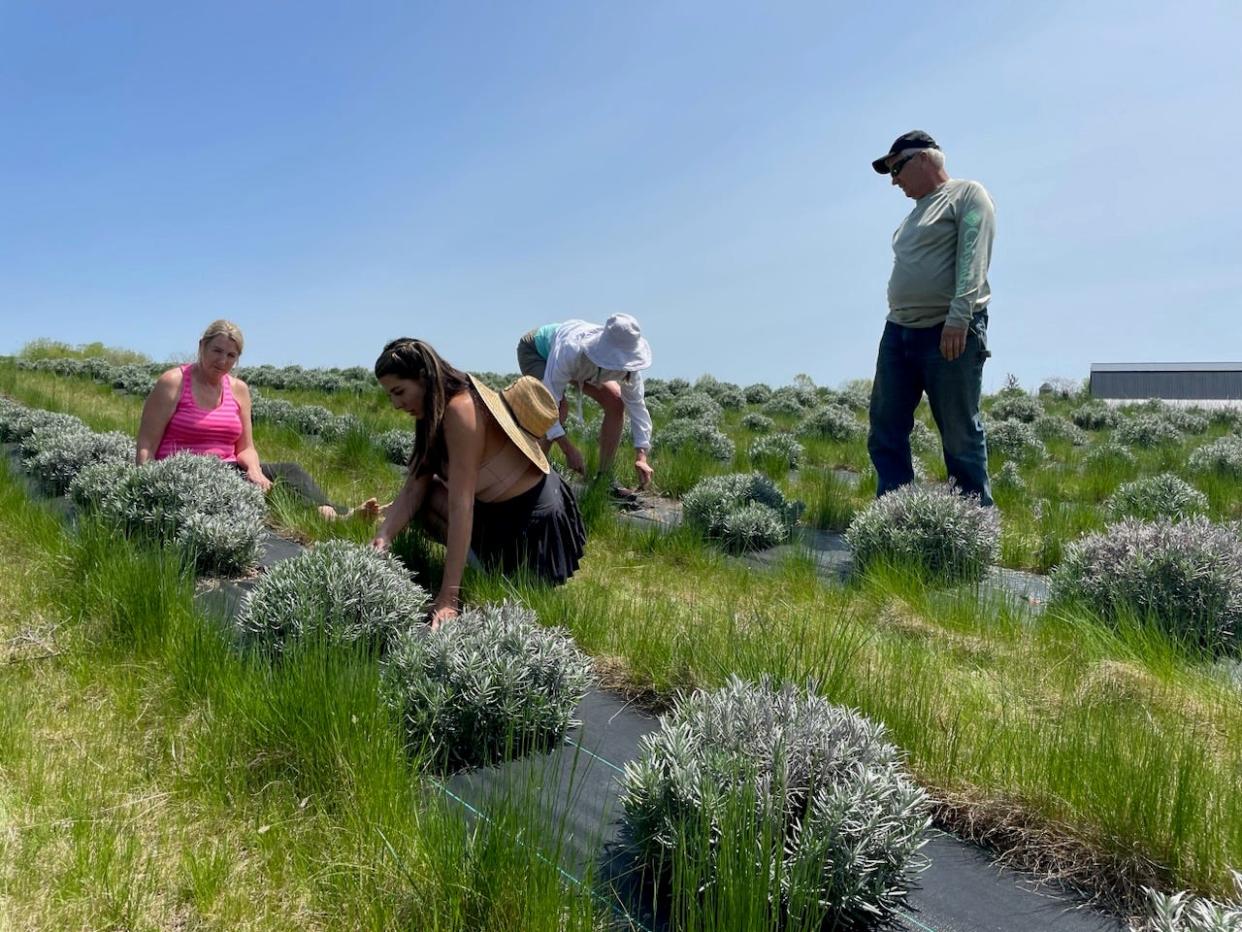 Windy and Terry Mack will open their lavender farm at 2454 S. Kane Road — on the line between Ingham County and Livingston County — to the public this summer.