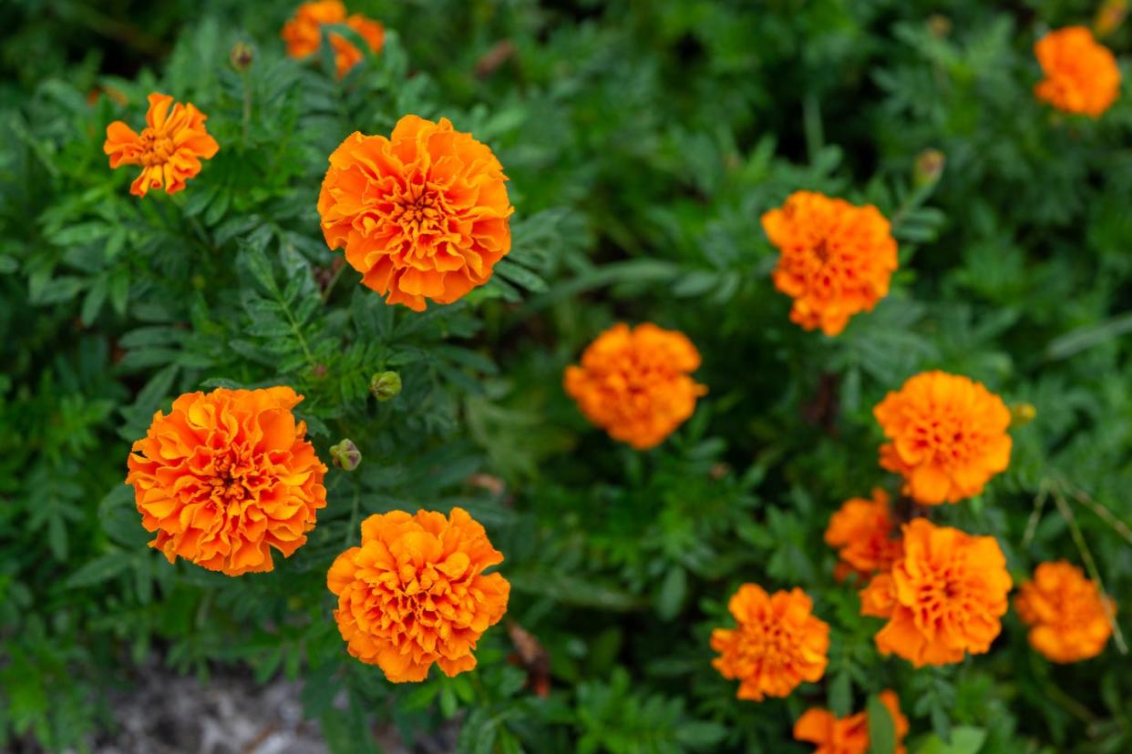 plants that repel bugs marigolds