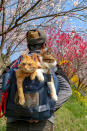 <p>Fuku-Chan and Daikichi take in the world from their perch in Daisuke Nagasawa’s backpack. (Photo: Daisuke Nagasawa/Caters News) </p>