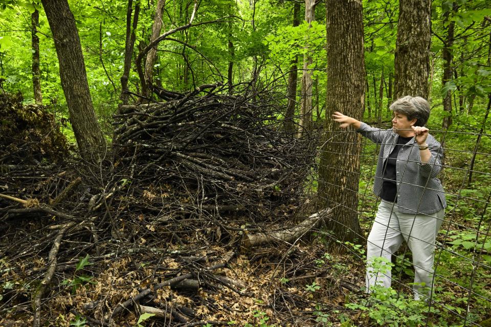 Pam Butler stops to look at a pile of dead limbs covered in black substance as she walks her property that borders a massive Jack Daniels barrelhouse complex, Wednesday, June 14, 2023, in Mulberry, Tenn. A destructive and unsightly black fungus which feeds on ethanol emitted by whiskey barrels has been found growing on property near the barrelhouses. (AP Photo/John Amis)