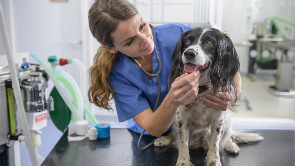 Dog being examined by veterinarian