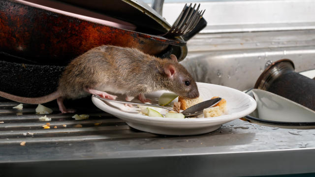 6 Things That Attract Rats to Your House - Midway Pest Management
