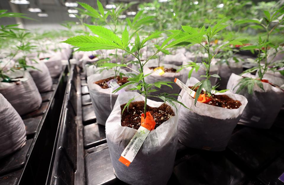 Cannabis plants, including White Truffle strains, are pictured at the Dragonfly Wellness Grow Facility in Moroni on Friday, April 28, 2023. | Kristin Murphy, Deseret News