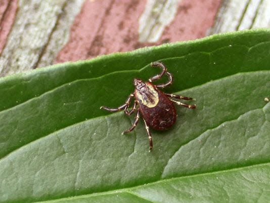 Pictured here is a female American dog tick. Ticks are external parasites and classified as ararachnids and are vectors of a slew of diseases that humans can contract upon being bitten. The blacklegged or deer tick as it is sometimes called is the most common carrier of Lyme disease. American dog ticks can transmit Rocky Mountain spotted fever if infected.
