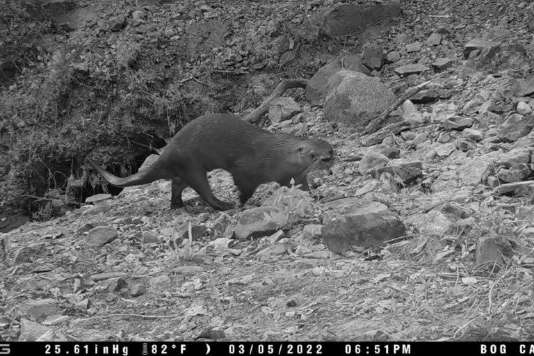 Nutria captada en la Sierra de Quila. Foto: Cortesía Conanp.