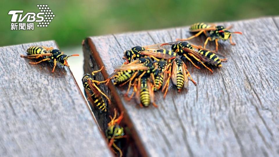 胡蜂具有相對較強的攻擊性。（示意圖／Shutterstock達志影像）