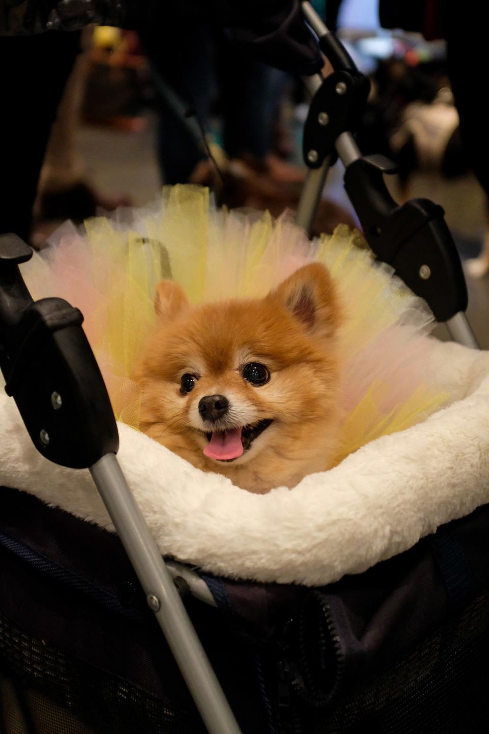 Inside PetCon 2018, the largest gathering of Insta-famous pets—and those aspiring to spon-con their sheepadoodle.