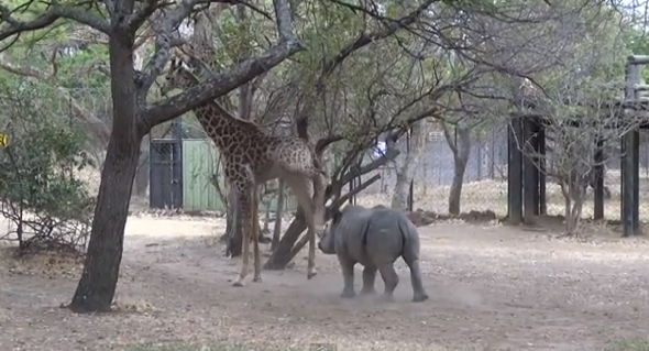 Rhino kicked in head by giraffe after trying to play