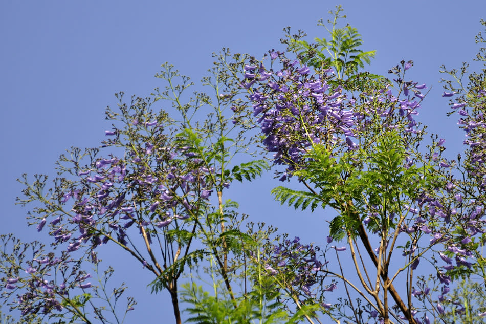 Jacaranda (Jacaranda mimosaefolia) has its origins from Brazil and blooms during February and March. It has light, feathery leaves and thick clusters of purple - blue tubular flowers. It makes for a very pretty ornamental tree and is quite common around the city.