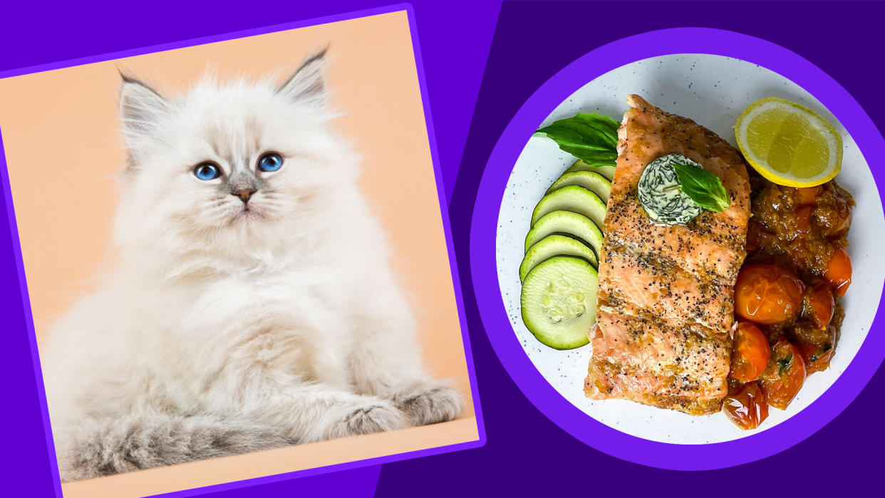 Cat food brand Fancy Feast has released the human-friendly recipes they served as part of a recent pop-up restaurant. (Photos: Getty/Jenny Kellerhals; designed by Quinn Lemmers)