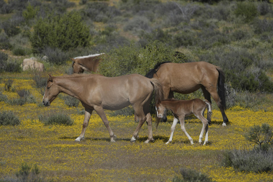 Horses walk close to the US Mexico border Friday, April 19, 2024, in the Ejido Jacume in the Tecate Municipality of Baja California, Mexico. Botanists and citizen scientists armed with the iNaturalist app on their smartphones are recording the biodiversity along the U.S.-Mexico border in May. Called the Border Bioblitz, more than 1,000 volunteers are recording as many species as possible. (AP Photo/Damian Dovarganes)