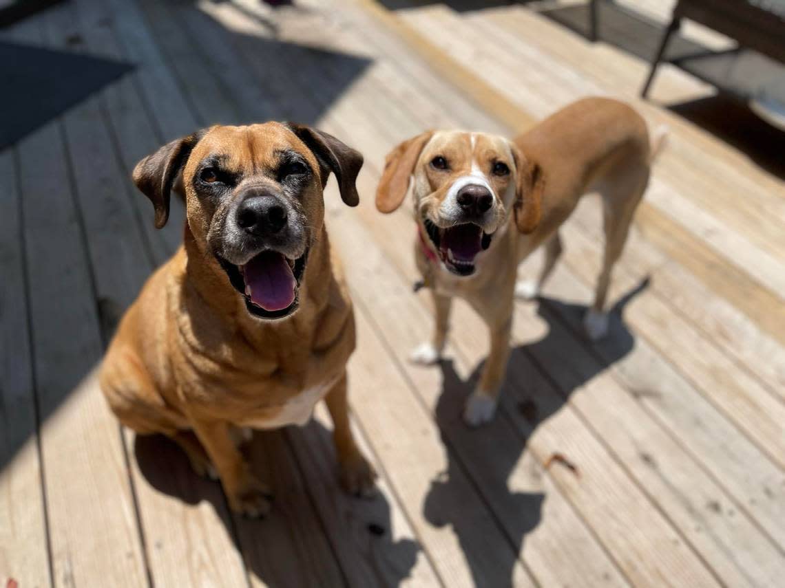 Jon Bon Jovi, left, and Lulu, right, both spent time at the Wake County Animal Shelter before being rescued and eventually adopted by Jessaca Giglio.