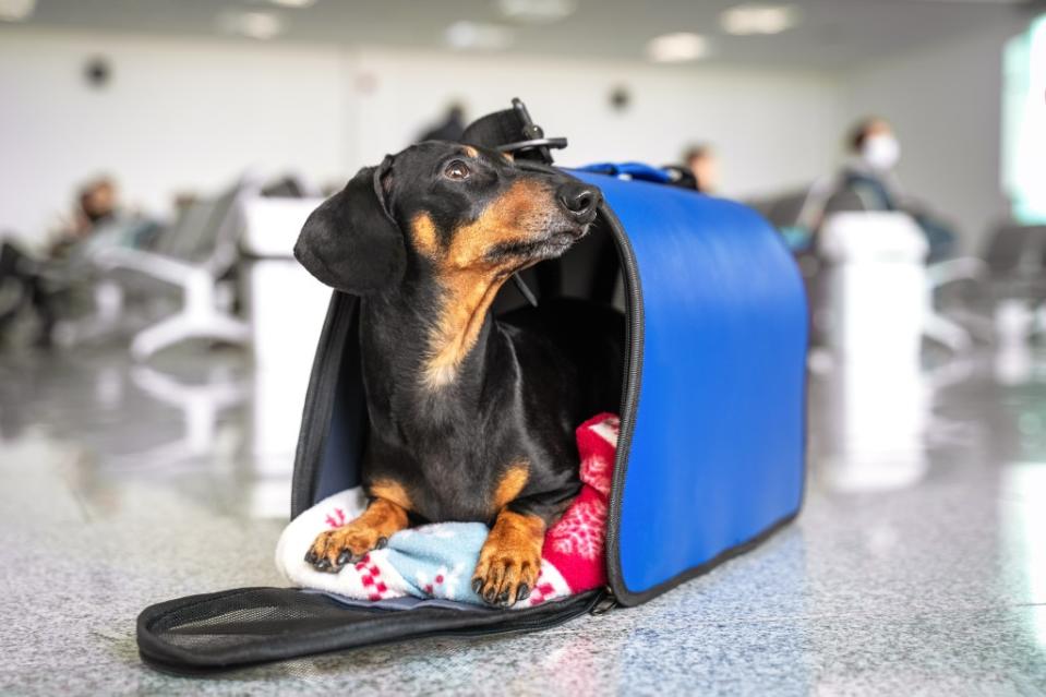 Some owners have had to plead with airlines to let their dog on board. Shutterstock