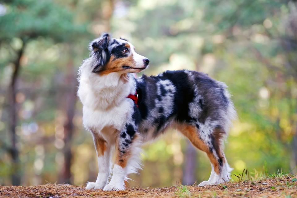 Australian Shepherd standing in profile in front of woods