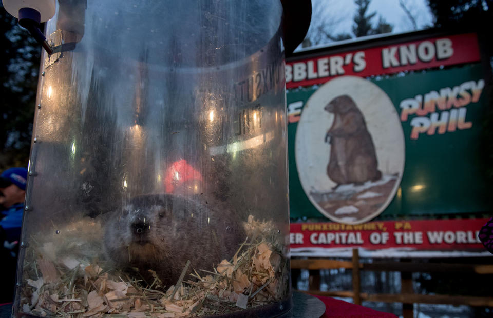 Phil sees his shadow on Groundhog Day