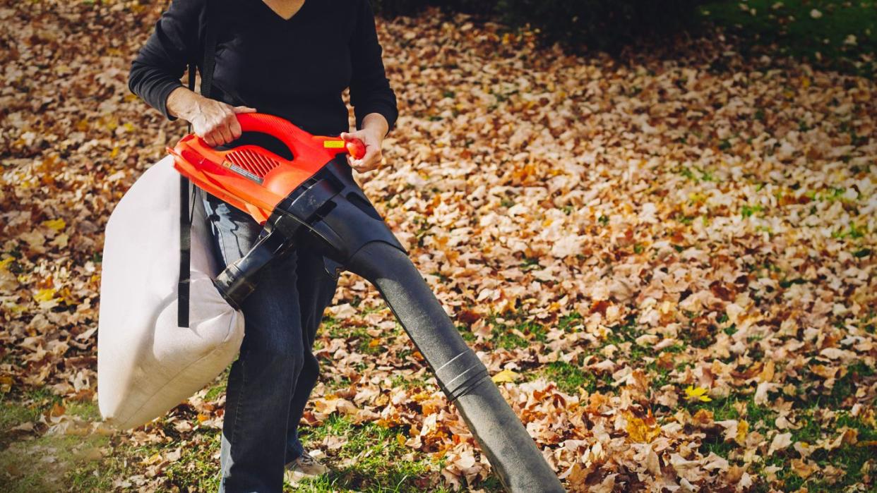 a mature woman wearing protective eye and ear equipment is using an electric vacuum leaf mulcher to clean up fallen autumn leaves in her suburban back yard