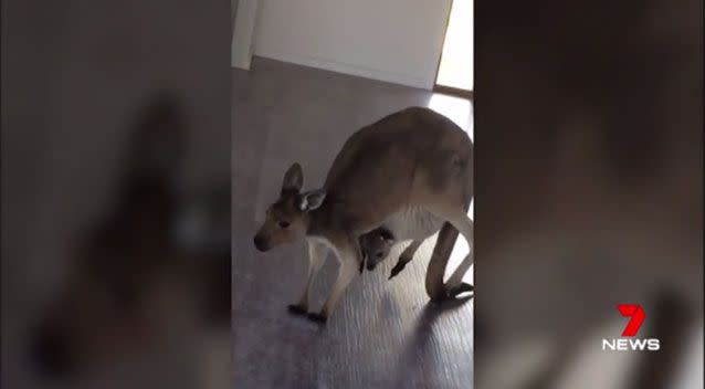 An open inspection at a house in Adelaide’s Fleurieu Peninsula attracted an unexpected looker, who thought it was the right time to hop into the property market. Picture: Supplied