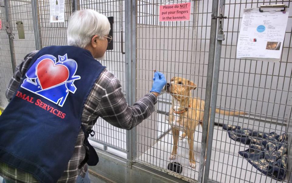 Volunteer Russell Nakamatsu of Olympia rewards Kona, a female labrador/pit bull mix, after taking her for a walk at Joint Animal Services building in Olympia on Friday.