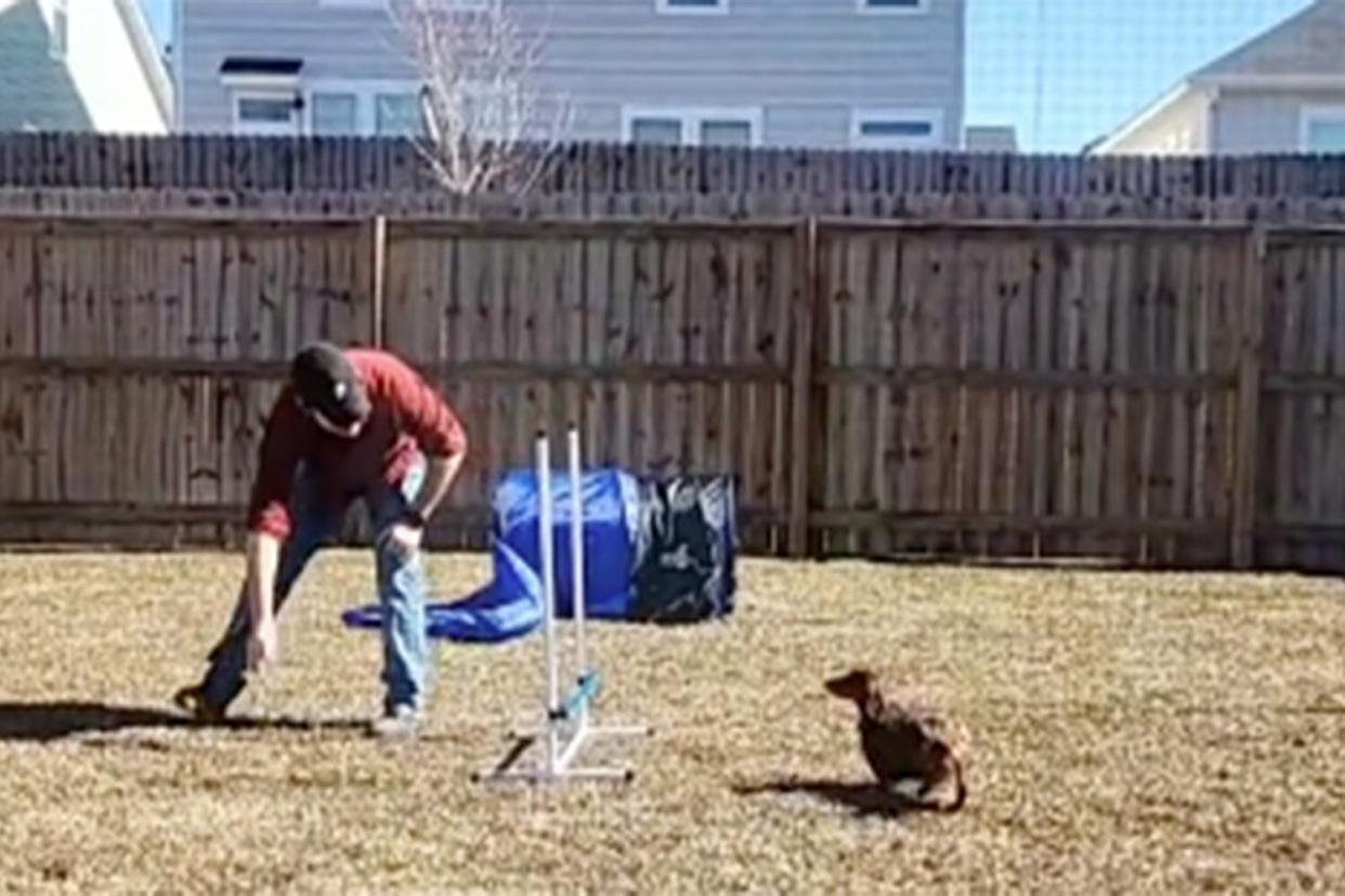 man leads small dog through backyard agility course