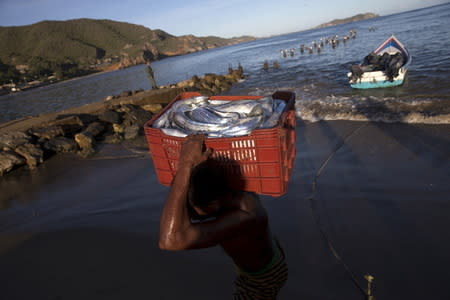 A man carries a basket filled with fish in the bay of Rio Caribe, a town near caribbean islands, in the eastern state of Sucre, Venezuela October 30, 2015. REUTERS/Carlos Garcia Rawlins