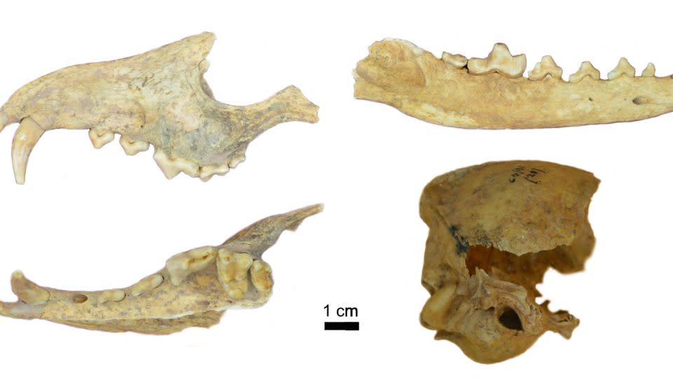 Parts of the D. avus specimen were buried alongside a human at Cañada Seca, a site in northern Patagonia. - Courtesy Francisco Prevosti