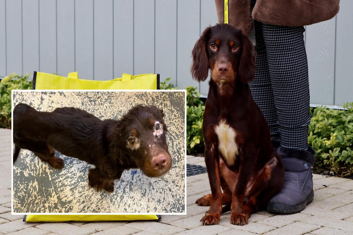A starving Cocker Spaniel found abandoned and extremely underweight has found a new home. <i>(Image: DOGS TRUST & STOCKTON COUNCIL)</i>