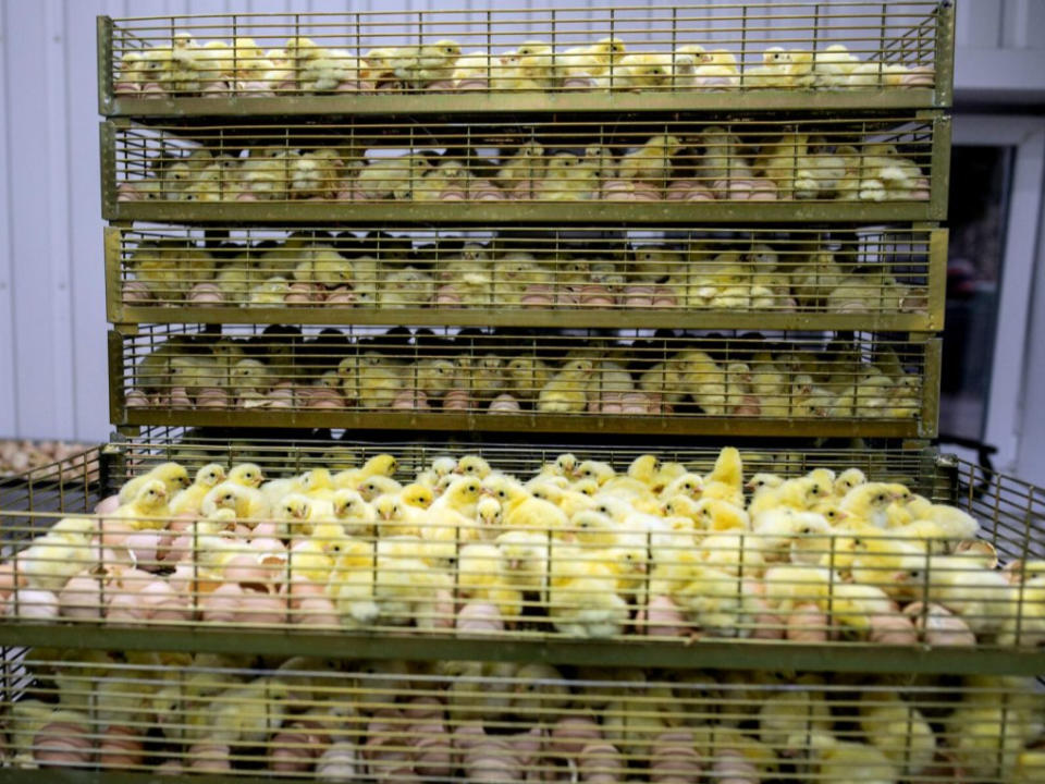 A hatchery in UkraineAndrew Skowron