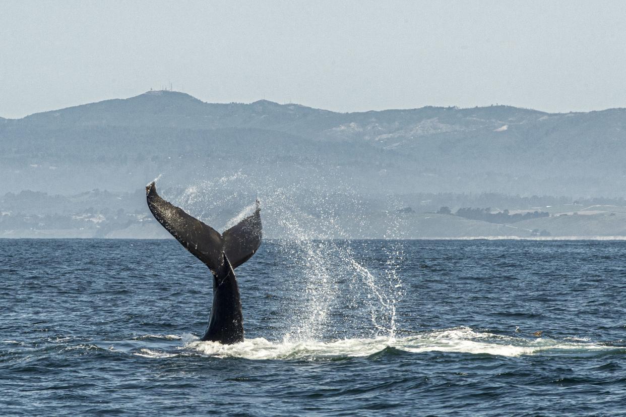 Humpback whale (Megaptera novaeangliae), feeding on anchovies, with it's tail raised above the ocean surface, as it dives down below the ocean surface. Taken in the Monterey Bay National Marine Sanctuary off the coast of Moss Landing, California, USA.