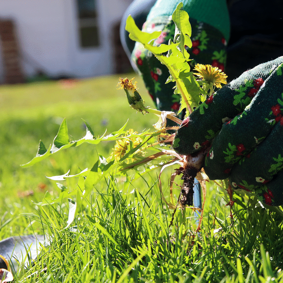 Dandelion pulled up by roots