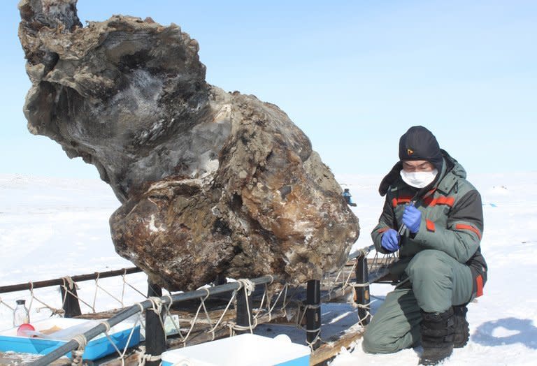 A researcher pictured in Yakutsk on May 13, 2013 next to a carcass of a female mammoth found on an island in the Arctic Ocean. Russian scientists claimed Wednesday they have discovered blood in the carcass of a woolly mammoth, adding that the rare find could boost their chances of cloning the prehistoric animal