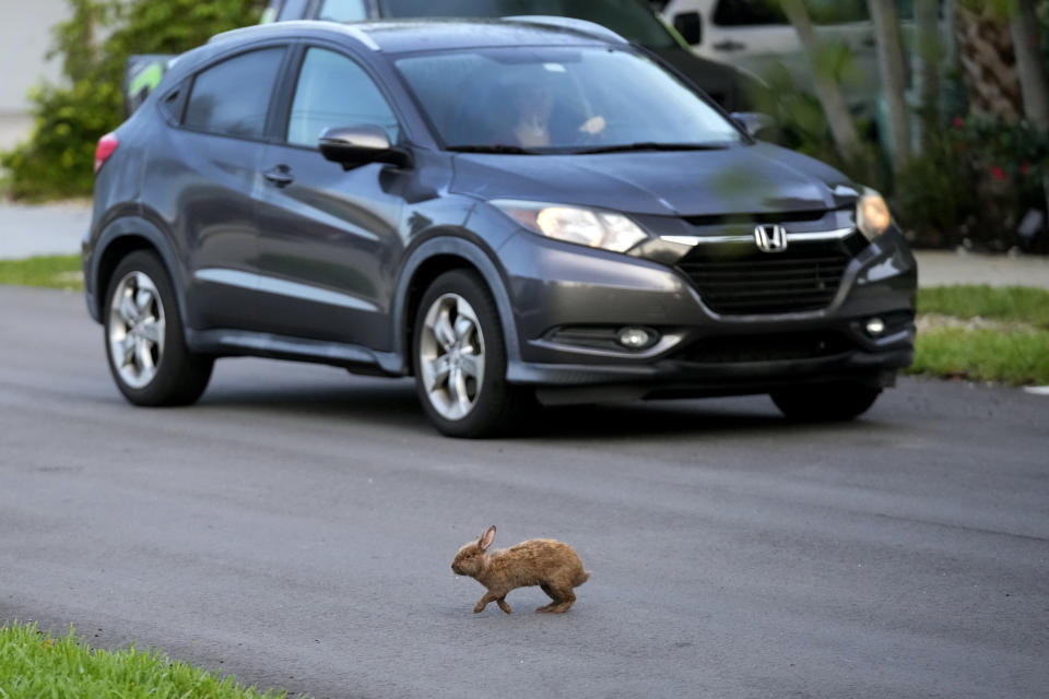 A rabbit crosses the street as a car drives by Tuesday, July 11, 2023, in Wilton Manors, Fla. The Florida neighborhood is having to deal with a growing group of domestic rabbits on its streets after a breeder illegally let hers loose. Residents are trying to raise $20,000 to $40,000 needed to rescue them and get them into homes. (AP Photo/Wilfredo Lee)