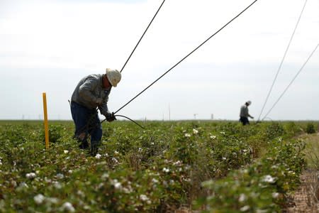 Oil field worker Edwin Osornio secures anchors for a swabbing rig in a field in Seminole